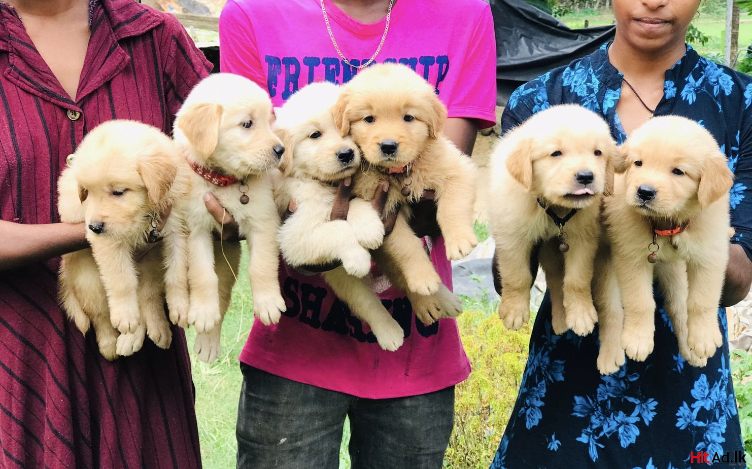 Rottweiler Puppy For Sale Pets Dogs HitAd.lk