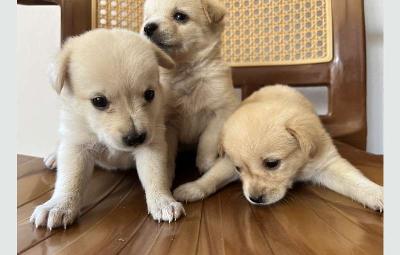 Pomeranian Cross Puppies For Sale