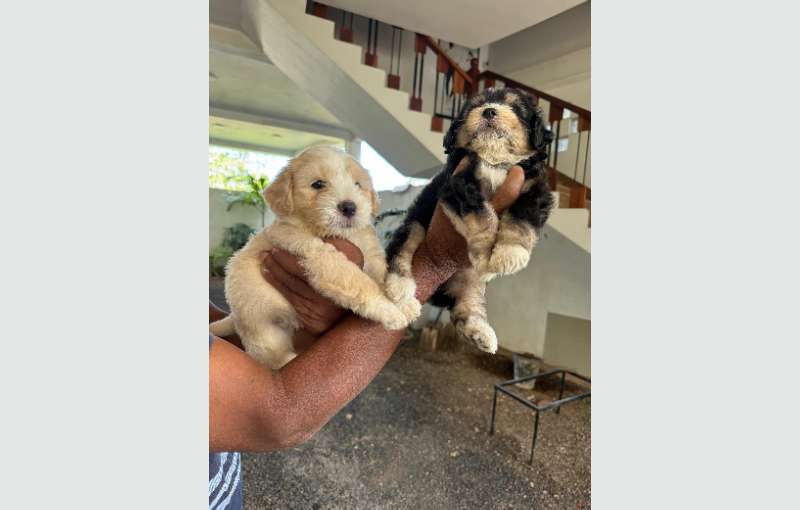 Tibetan Terrier Puppies For Sale 