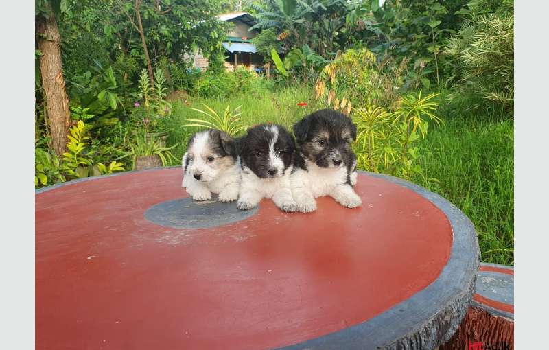 Tibaten Terrier Puppies 