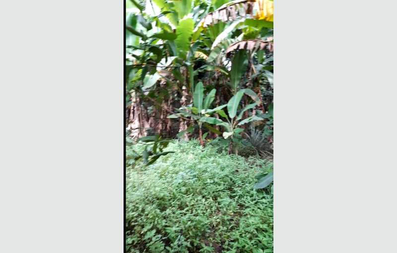 Dankotuwa land for sale