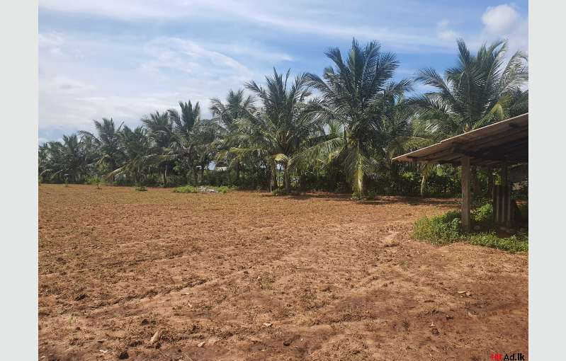 agriculture land for sale in perak