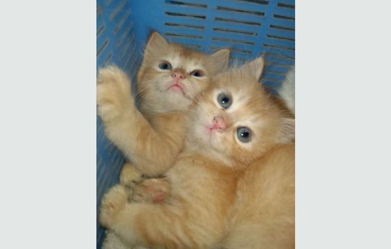 Persian Kittens 