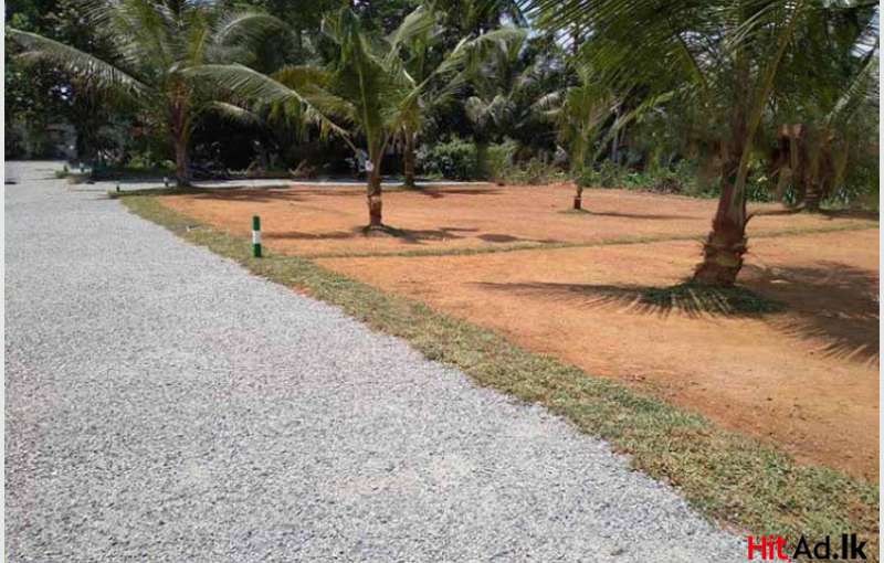 Udugampola -Plots for facing paddy field