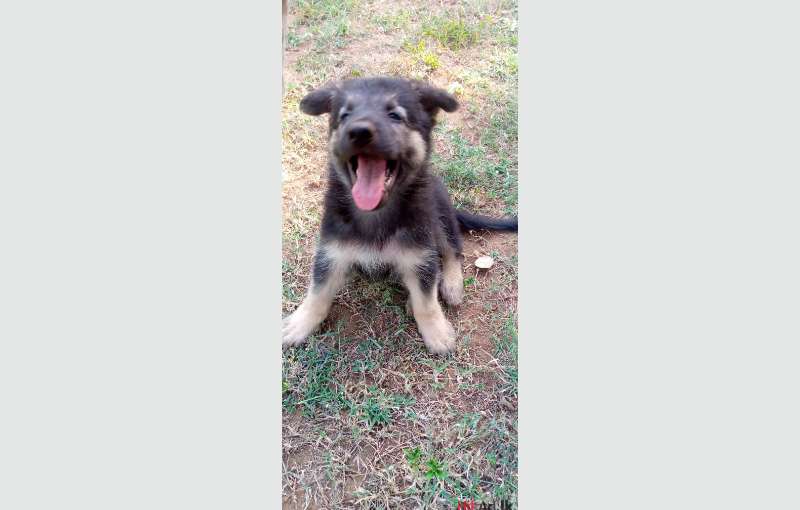 Lion Shepherd Puppies for sale 