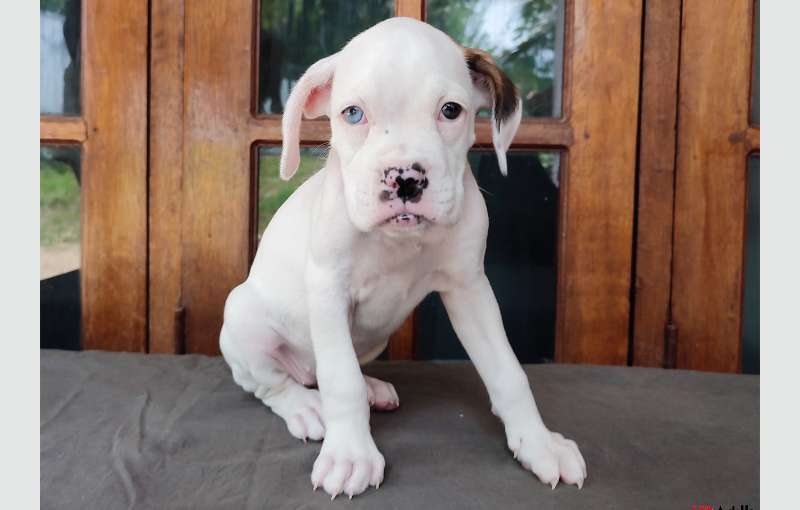 Boxer Puppies