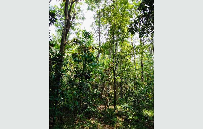 Scenic Flat Land For Sale - Maswela, Kotmale 