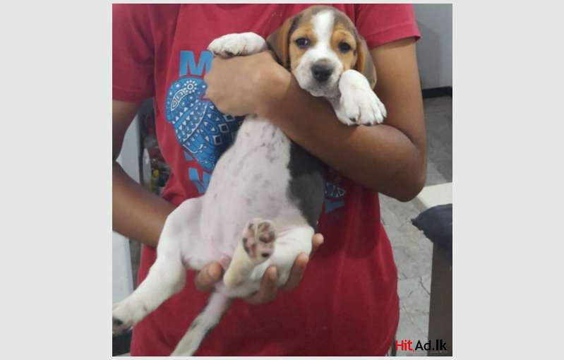 Beagle Puppies