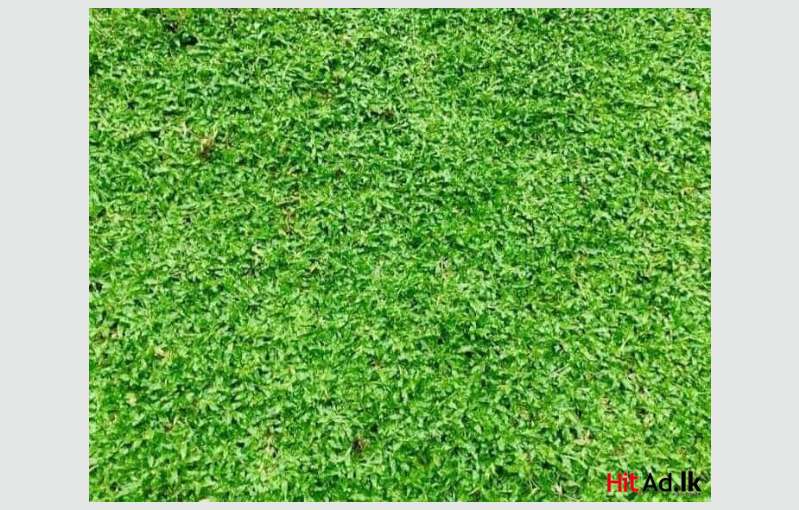 Malaysian Grass 