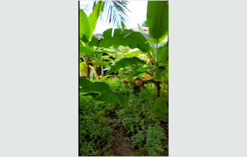 Dankotuwa land for sale