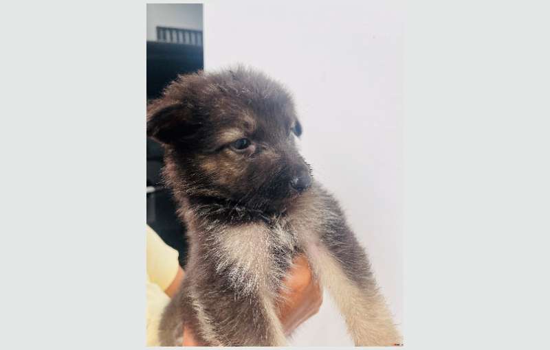 Long Coat Lion German Shepherd Puppies