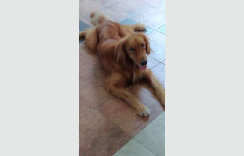 Male Golden Retriever Dog