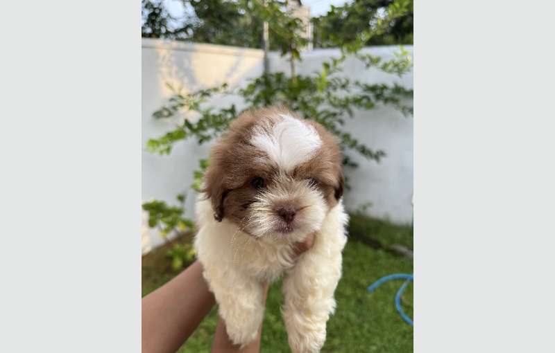 Shihtzu Puppies for Sale