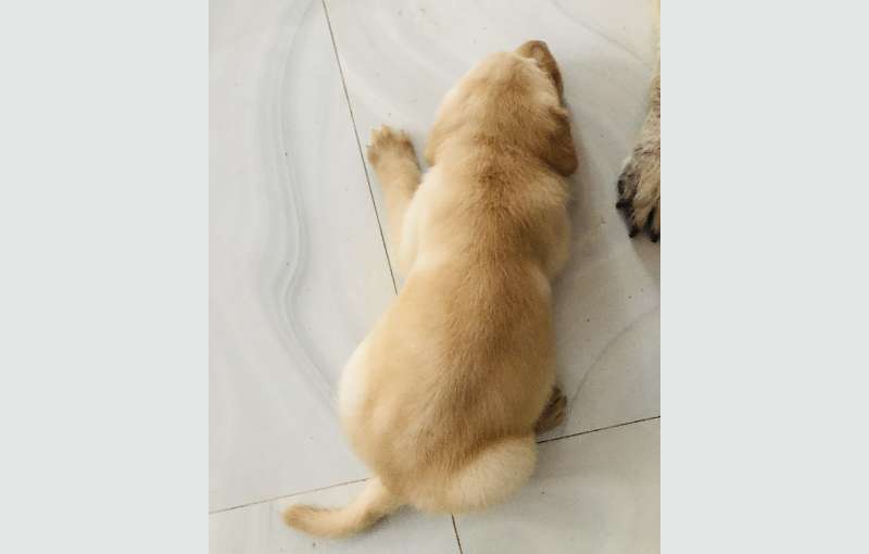 Labrador Retriever 