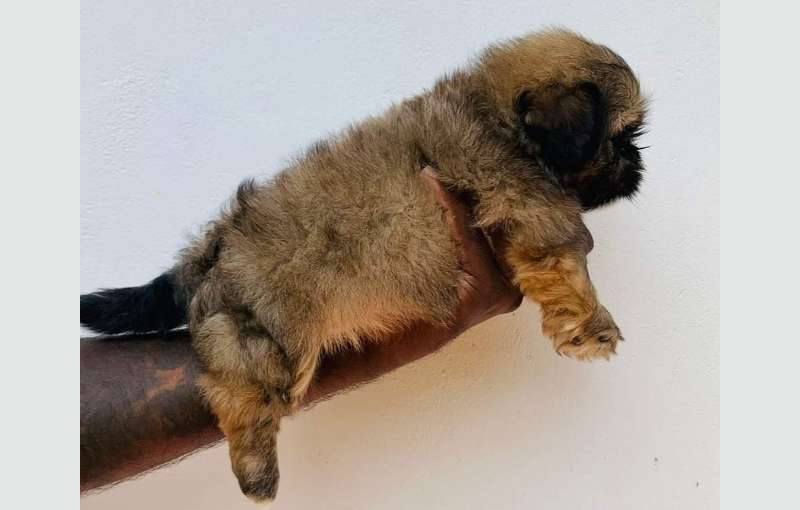 Shih-tzu Puppies 