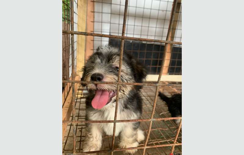 Tibetan Terrier Puppies For Sale