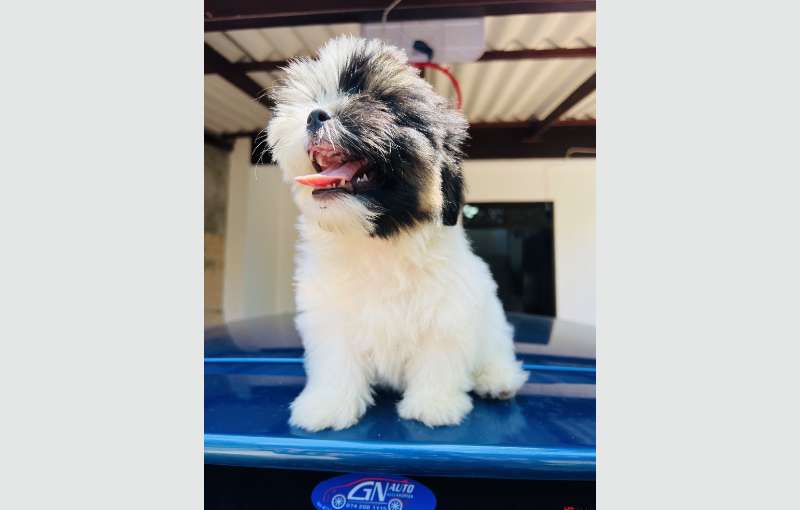 Shihtzu Puppies