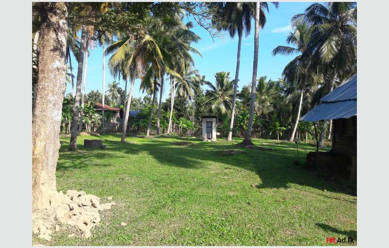 Coconut Land For Sale