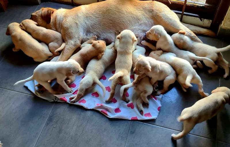 Labrador Retriever Pure Breed 