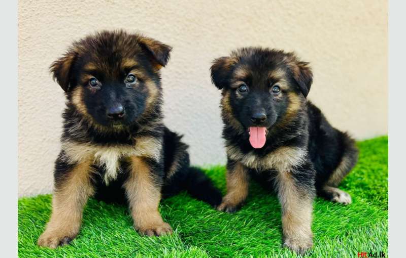 German Shepherd [long Coat Puppies]