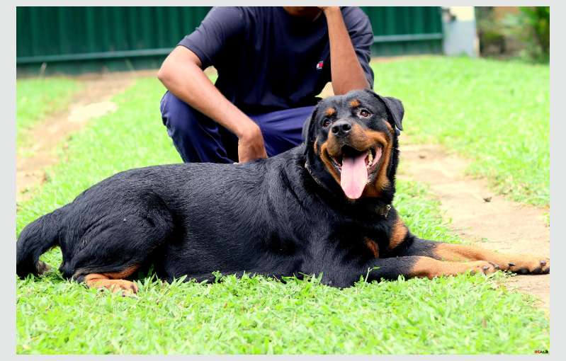 Import Quality Rottweiler Puppies