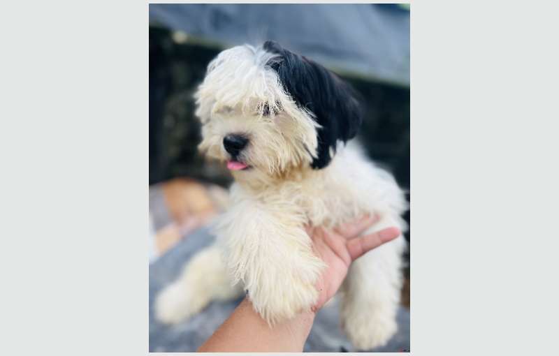 Shihtzu Puppies