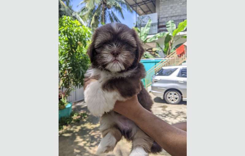 Shih Tzu Puppies