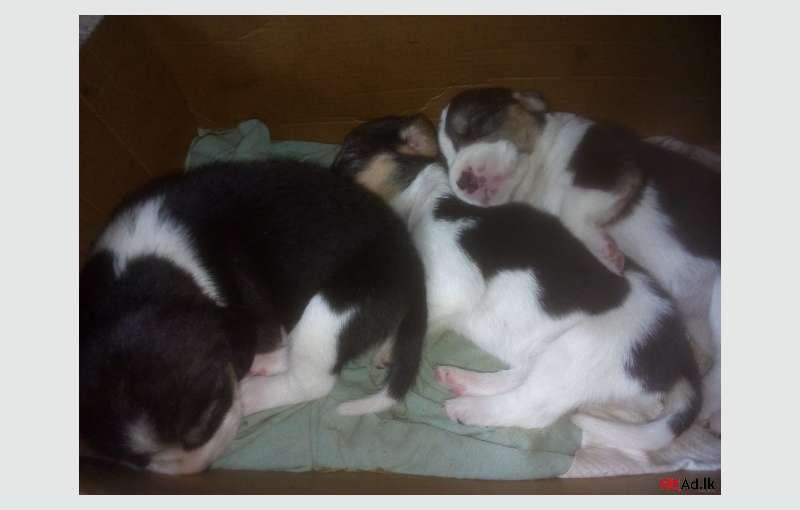 Beagle Puppies For Sale