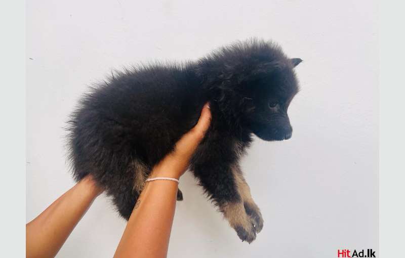 Long Coat Lion German Shepherd Puppies