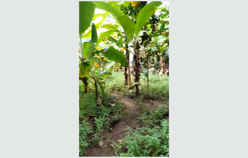 Dankotuwa land for sale