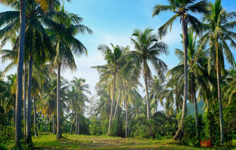 Coconut Estate for Sale in Katupotha