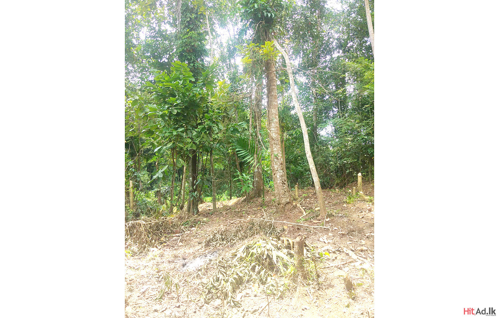 Kandy Land for Sale Property Lands HitAd.lk