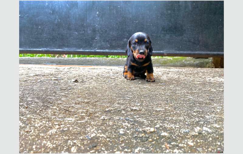 Dachshund Puppies For Sale!