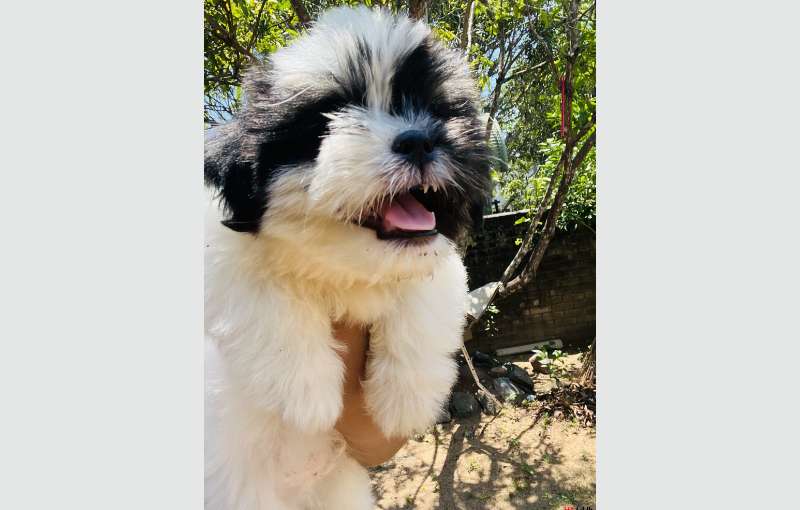 Shihtzu Puppies