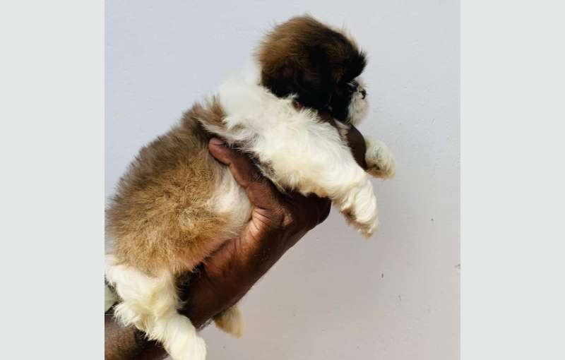 Shih-tzu Puppies 