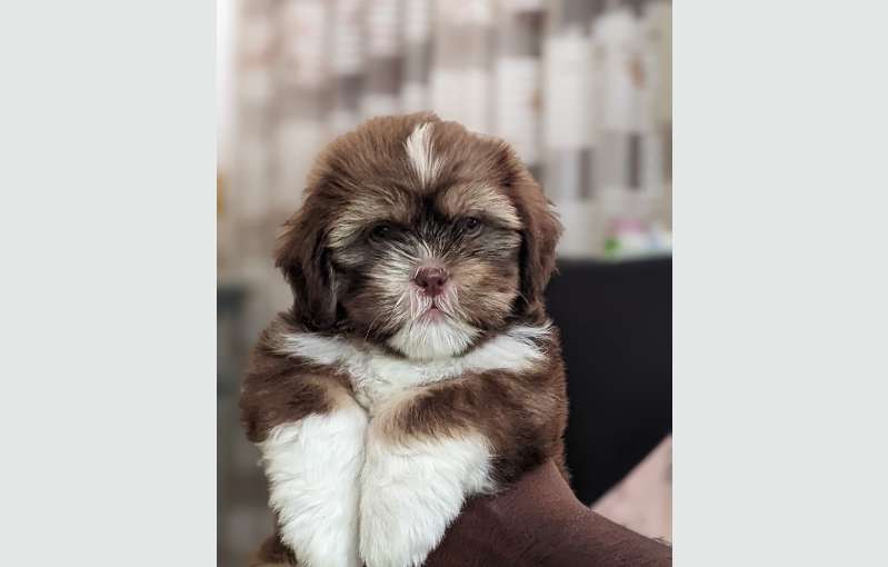 Shih Tzu Puppies