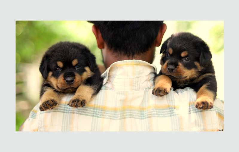 Import Quality Rottweiler Puppies
