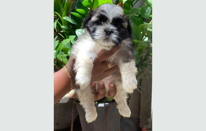 Shih-tzu Puppies 