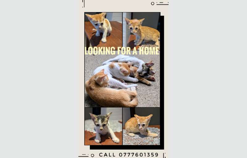 Kittens For Adoption - Rajagiriya 