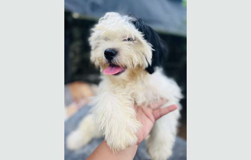 Shihtzu Puppies