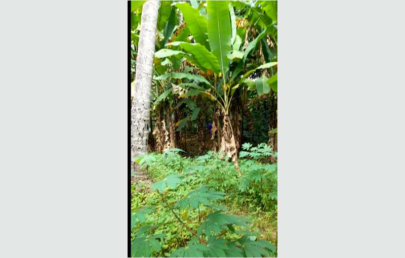 Dankotuwa land for sale