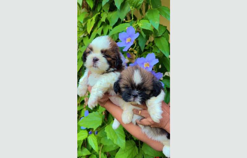 Shih Tzu Puppies 