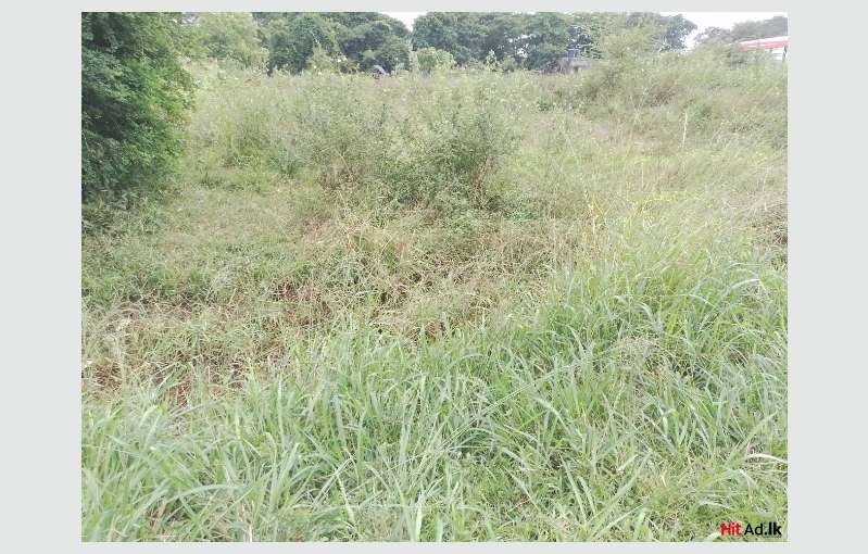 Anuradhapura Land For Sale 