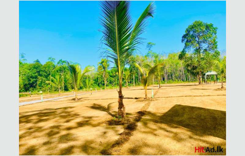 Land for sale -Horana