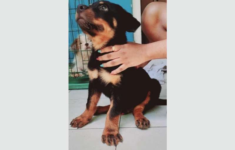 Rottweiler Puppy For Sale (male) 