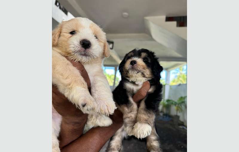 Tibetan Terrier Puppies For Sale 