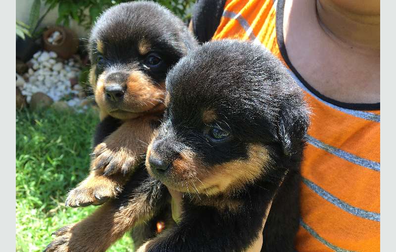 Imported Bloodline Rottweiler Puppies
