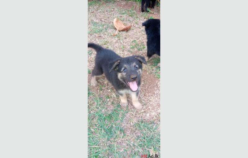 Lion Shepherd Puppies for sale 