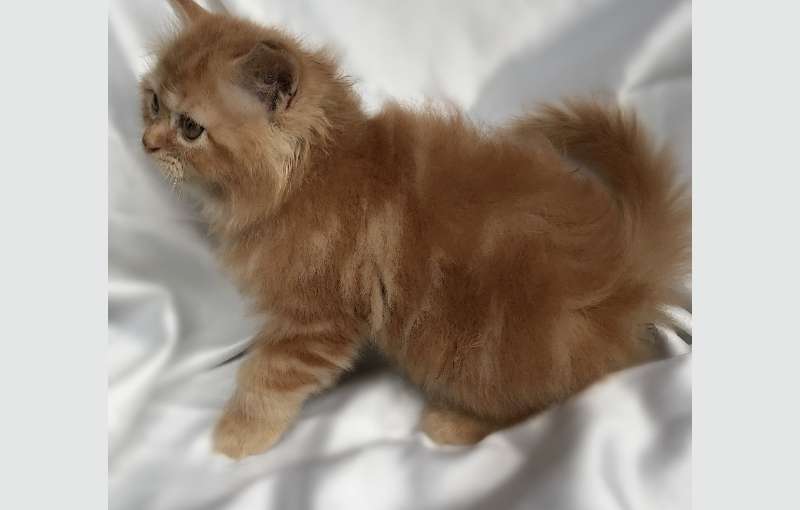 Persian Kitten - Ginger