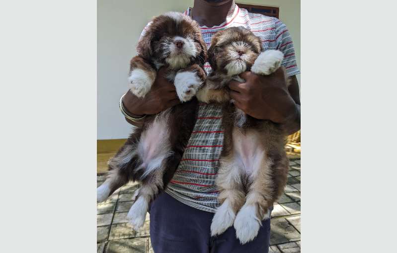 Shih Tzu Puppies